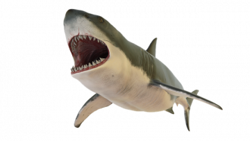 Lidské zuby jsou prý stejně tvrdé jako zuby žraloka